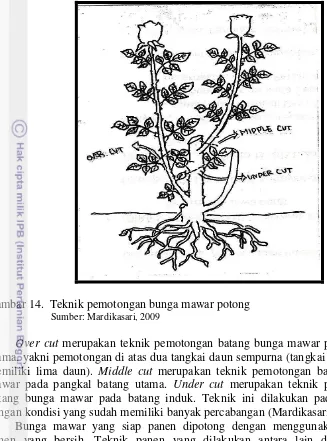 Gambar 14.  Teknik pemotongan bunga mawar potong 