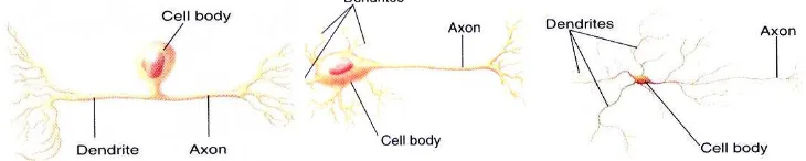Gambar Struktur  Sel Syaraf (Neuron) (Biology, 2003) 