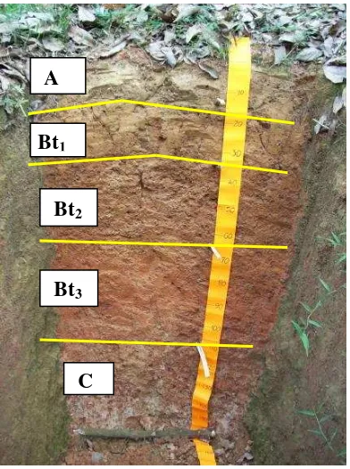 Gambar 3 Profil tanah di lokasi pengambilan contoh 