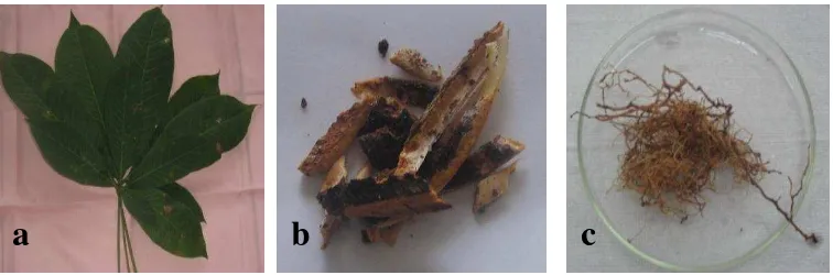 Gambar  5  Contoh yang diambil dari tanaman karet menghasilkan klon IRR 39 dan IRR 118, (a) daun, (b) kulit sadapan (tatal), dan (c) akar 