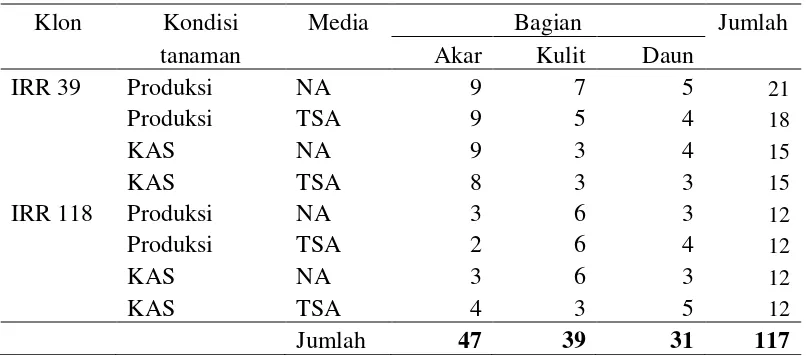 Tabel 3 Sebaran jumlah isolat bakteri endofit yang diisolasi dari tanaman karet 