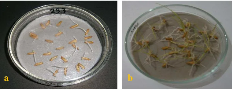 Gambar 8  Pengujian daya kecambah dan pertumbuhan padi yang telah diinkubasi bakteri endofit, (a) daya kecambah benih padi pada hari kedua, dan (b) pertumbuhan bibit padi pada hari kelima 