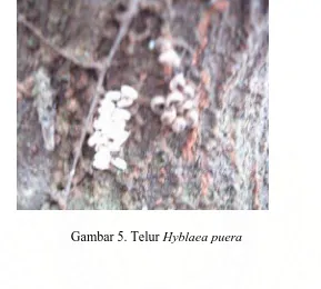 Gambar 6. Larva Hyblaea puera 