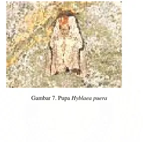 Gambar 8. Imago Hyblaea puera 