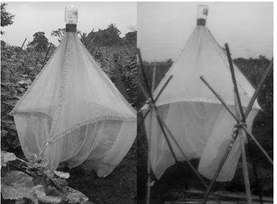Gambar 3  Titik pengamatan keanekaragaman serangga penyerbuk dengan metode   Sweeping Net dan titik penghitungan jumlah bunga 