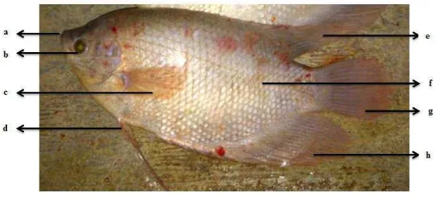 Gambar.1 Morfologi Ikan Gurame (Sumber: Dokumen Pribadi) 