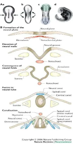 Gambar 2 :  Fase-Fase penutupan neural tube 