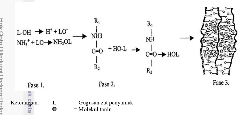 Gambar 1 Fase reaksi pengikatan tanin dengan kolagen 