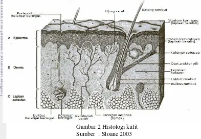 Gambar 2 Histologi kulit 