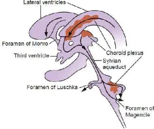 Gambar 1. Cerebrospinal fluid flow through the ventricular system 
