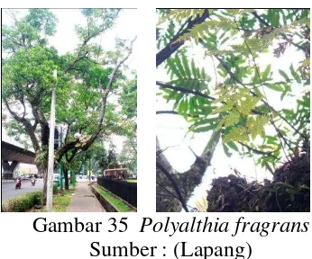 Gambar 36    Polyalthia longifolia 