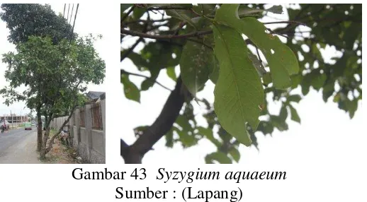 Gambar 43     Syzygium aquaeum 