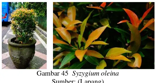Gambar 44     Syzygium malaccense 