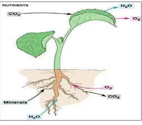 Gambar 1. Pasokan unsur hara untuk pertumbuhan tanaman                                     berasal dari udara dan dari dalam tanah (mineral                    dan komponen organik) (Sumber: Bergmann, 1995).