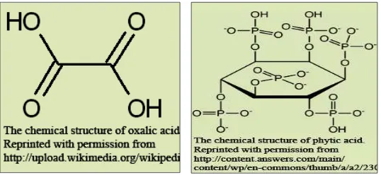 Gambar 3. Struktur kimia senyawa-senyawa organik (asam                    Oksalat  dan asam Fitat) yang mempunyai berat                    molekul rendah                    (Sumber: http://upload.wikimedia.org)