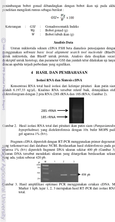 Gambar 2.  Hasil isolasi RNA total dari pituitari ikan patin siam (Pangasianodon 
