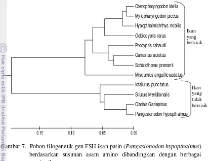 Gambar 7.  Pohon filogenetik gen FSH ikan patin (Pangasionodon hypopthalmus) 