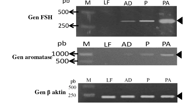 Gambar 8.  Ekspresi molekuler gen FSH sub unit β, gen aromatase, dan gen actin; 