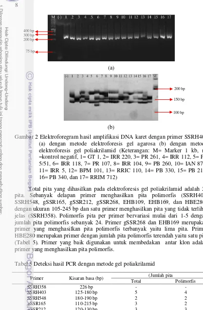 Gambar 2 Elektroforegram hasil amplifikasi DNA karet dengan primer SSRH403  