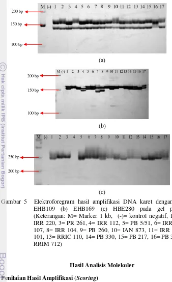 Gambar 5  Elektroforegram hasil amplifikasi DNA karet dengan primer (a) 