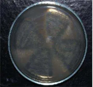 Gambar 1. Koloni Bacillus papandayanK29-14 dalam media termus padat
