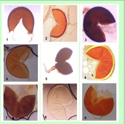 Gambar 8.  Jenis spora CMA yang digunakan untuk pembuatan kultur spora GlomusGlomusGlomus