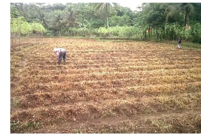 Gambar 7  Bedengan untuk menanam jagung manis 