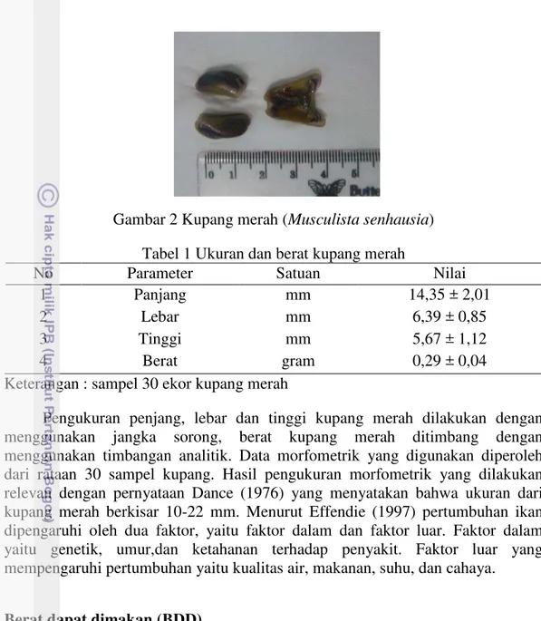 Gambar 2 Kupang merah (Musculista senhausia)  Tabel 1 Ukuran dan berat kupang merah  