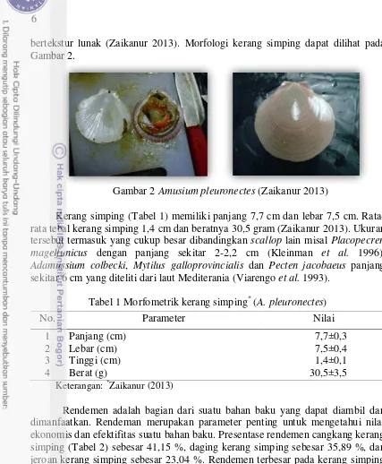 Gambar 2.  Gambar 2 Amusium pleuronectes (Zaikanur 2013) 