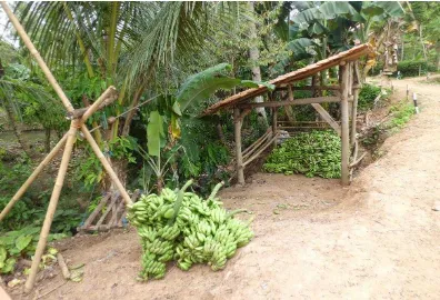 Gambar 7. Tempat pengumpul pisang 