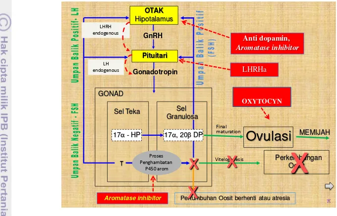 Gambar 2. Diagram alur mekanisme kerja hormon perlakuan induksi ovulasi 
