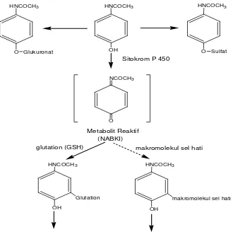 Gambar 2. Mekanisme Hepatotoksisitas Parasetamol ( Mitchel et al, 1973, cit Zimmerman, 1978) 