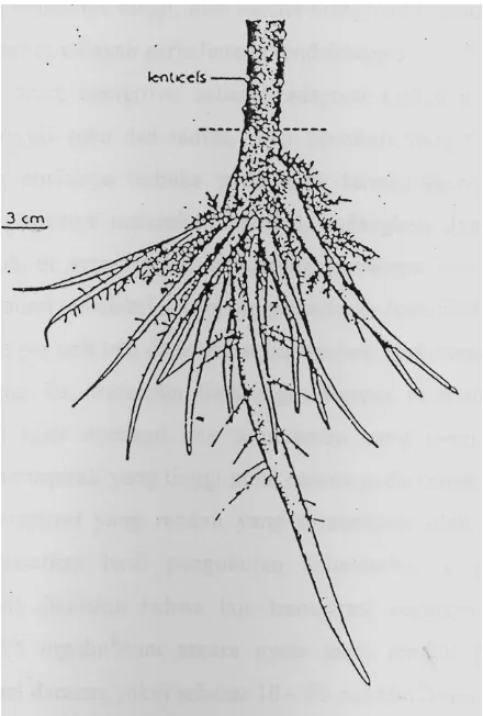 Gambar 3. Rhizophora mangledari jangkar akar aerial; lentisel pada ‘kolom’ di atas permukaan substrat (garis putus-putus) (Gill dan Tomlinson, 1977 