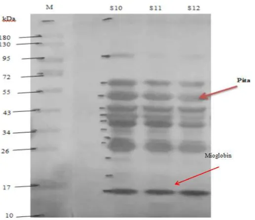 Gambar 4 Proil SDS-PAGE protein larut air daging ikan tuna mata besar (T. obesus) selama              perlakuan penyimpanan 0, 3, dan 6 hari pada suhu chilling.