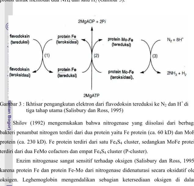 Gambar 3 : Ikhtisar pengangkutan elektron dari flavodoksin tereduksi ke N 2  dan H +  di  tiga tahap utama (Salisbury dan Ross, 1995) 