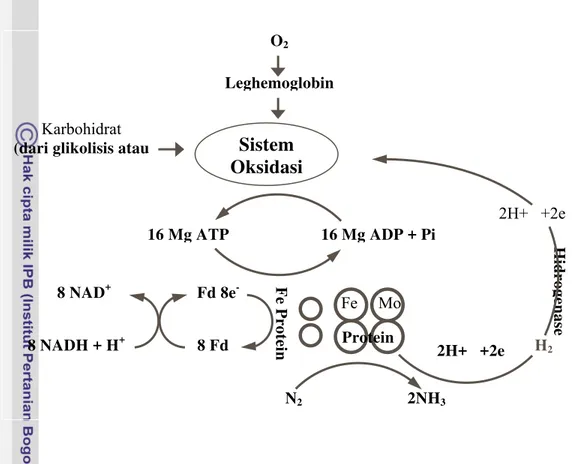 Gambar 4. Nitrogenase komplek dan aktivitas yang berhubungan dengan penambatan  nitrogen (Moat dan Foster, 1988) 