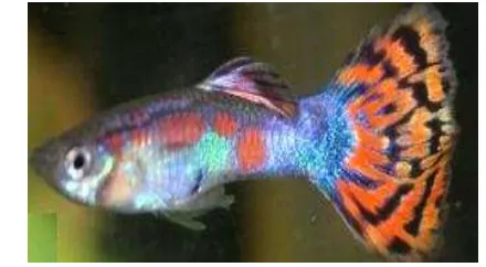 Gambar 1 Induk Ikan Guppy jantan (Poecilia reticulata) 