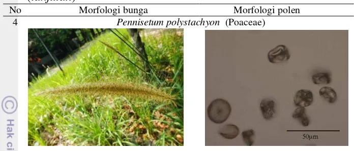 Tabel 1 Bunga dan polen tumbuhan herba dalam  plot pemeliharaan  Trigona sp. (lanjutan) 