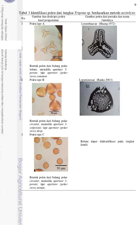 Tabel 3 Identifikasi polen dari tungkai Trigona sp. berdasarkan metode acetolysis 