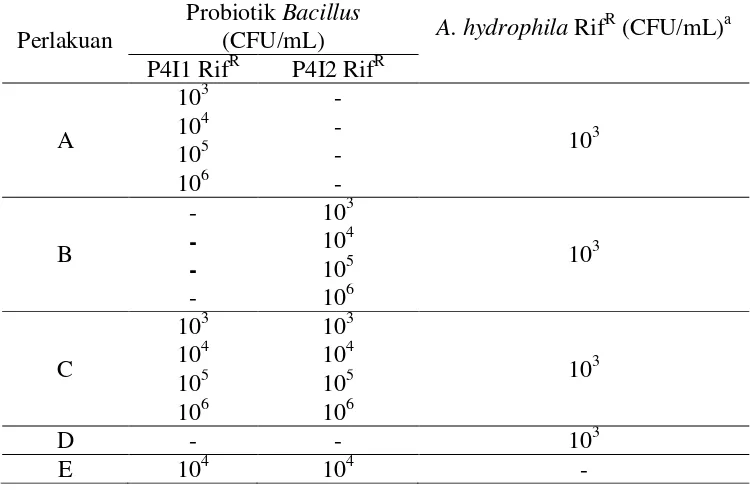 Tabel 1 Kombinasi perlakuan uji penghambatan bakteri probiotik terhadap A.hydrophila secara in vitro