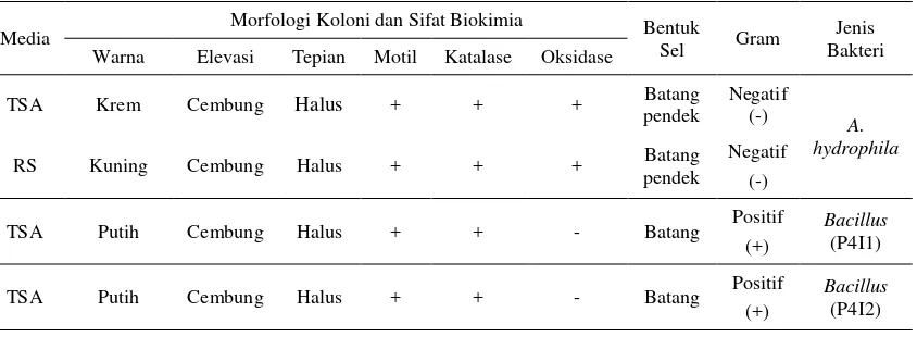 Tabel 3 Hasil karakterisasi isolat bakteri patogen A. hydrophila dan probiotikBacillus berdasarkan morfologi koloni dan sifat biokimia