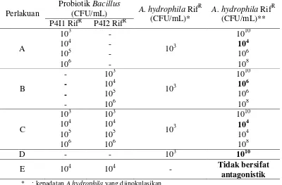 Tabel 4 Penghambatan bakteri probiotik Bacillus terhadap A. hydrophila secarain vitro
