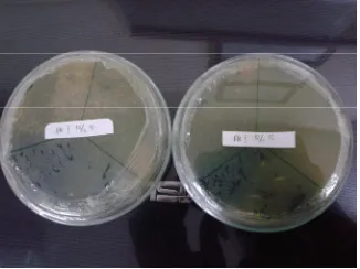 Gambar 2 Bakteri A. hydrophila pada media RS hasil uji Postulat Koch I