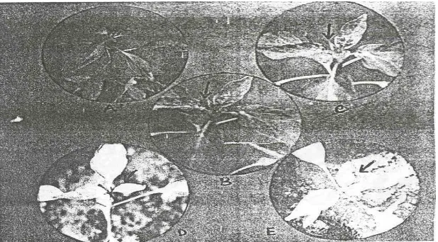Gambar 3. Seleksi Isolat lemah pada tanaman cabai; A. Isolat CIsolat C3 D. Isolat C4, E