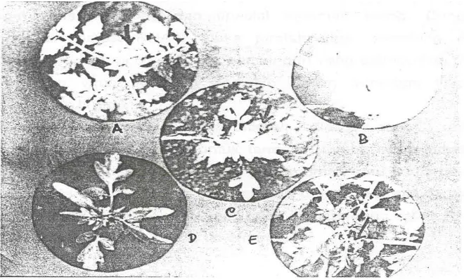 Gambar 4. Seleksi isolat lemah pada tanaman tomat; A. Isolat C5, B. Isolat C2, C. Isolat C3, D