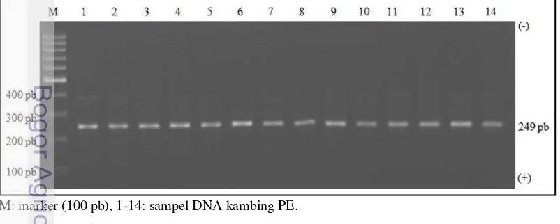 Gambar 2 Visualisasi hasil amplifikasi gen IGF-1 kambing PE dengan panjang 