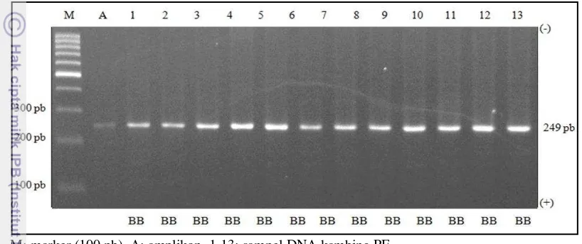 Gambar 3 Visualisasi hasil genotyping gen IGF-1|SnaBI kambing PE pada gel 
