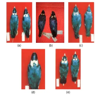 Gambar 1. Beberapa spesimen beo yang diawetkan (Sumber : Prijono & Waluyo 1996 