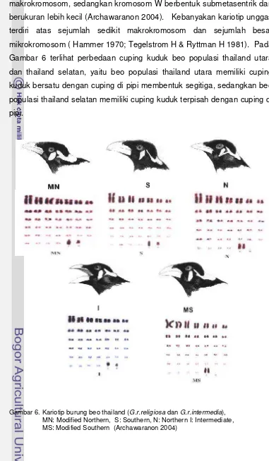 Gambar 6 terlihat perbedaan cuping kuduk beo populasi thailand utara 