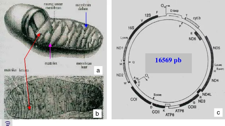 Gambar 7. Diagram struktur mitokondrion manusia (Lodish et al. 1995) 